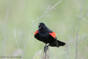 6785 Red-winged Blackbird (Agelaius phoeniceus), Hagerman NWR,Texas