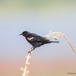 6786 Red-winged Blackbird (Agelaius phoeniceus), Hagerman NWR, Texas