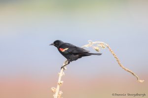 6786 Red-winged Blackbird (Agelaius phoeniceus), Hagerman NWR, Texas