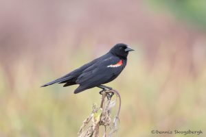 6788 Red-winged Blackbird (Agelaius phoeniceus), Hagerman NWR, Texas
