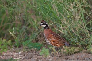 6792 Male Northern Bobwhite (Colinus virginianus), Hagerman NWR, Texas