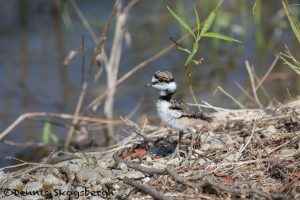 6793 Killdeer Chick (Charadrius vociferus), Hagerman NWR, Texas