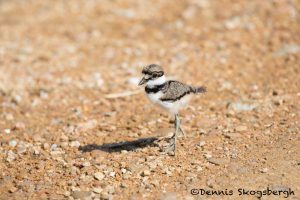 6794 Killdeer Chick (Charadrius vociferus), Hagerman NWR, Texas