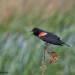 6795 Red-winged Blackbird (Agelaius phoeniceus), Hagerman NWR, Texas
