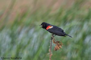 6795 Red-winged Blackbird (Agelaius phoeniceus), Hagerman NWR, Texas