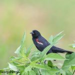 6797 Red-winged Blackbird (Agelaius phoeniceus), Hagerman NWR, Texas