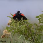 6798 Red-winged Blackbird (Agelaius phoeniceus), Hagerman NWR, Texas