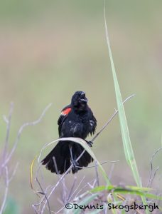 6799 Red-winged Blackbird (Agelaius phoeniceus), Hagerman NWR, Texas