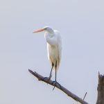 6801 Great Egret (Ardea alba), Hagerman NWR, Texas