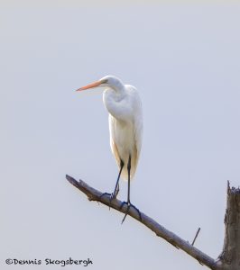 6801 Great Egret (Ardea alba), Hagerman NWR, Texas