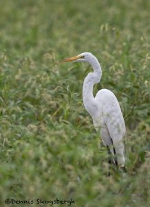 6802 Great Egret (Ardea alba), Hagerman NWR, Texas