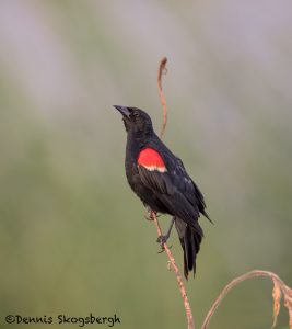 6805 Red-winged Blackbird (Agelaius phoeniceus), Hagerman NWR, Texas
