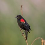 6806 Red-winged Blackbird (Agelaius phoeniceus), Hagerman NWR, Texas
