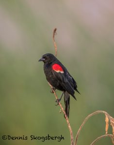 6806 Red-winged Blackbird (Agelaius phoeniceus), Hagerman NWR, Texas