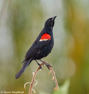 6807 Red-winged Blackbird (Agelaius phoeniceus), Hagerman NEW, Texas
