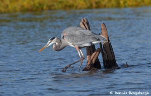 6809 Great Blue Heron (Ardea herodias), Hagerman NWR, Texas