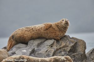 6816 Sea Lion, Katmai National Park, Alaska