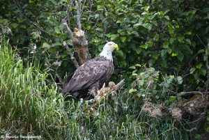 6817 Bald Eagle, Katmai National Park, Alaska
