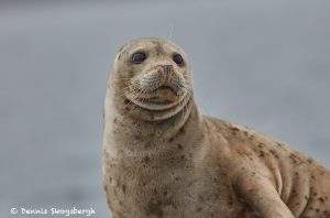 6819 Sea Lion, Katmai National Park, Alaska