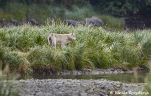 6821 Wolf, Katmai National Park, Alaska