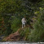 6822 Wolf, Katmai National Park, Alaska