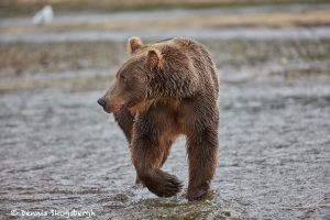 6823 Kodiak Bear, Katmai National Park, Alaska