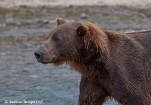 6824 Kodiak Bear, Katmai National Park, Alaska