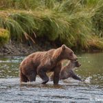 6826 Kodiak Bears, Katmai National Park, Alaska