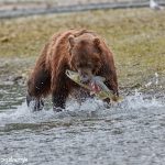 6827 Kodiak Bear, Katmai National Park, Alaska