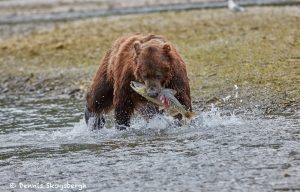 6827 Kodiak Bear, Katmai National Park, Alaska