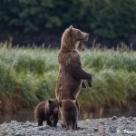 6827 Kodiak Bears, Katmai National Park, Alaska