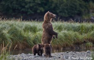 6827 Kodiak Bears, Katmai National Park, Alaska