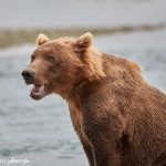 6830 Kodiak Bear, Katmai National Park, Alaska