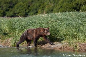 6831 Kodiak Bear, Katmai National Park, Alaska
