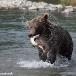 6832 Kodiak Bear, Katmai National Park, Alaska