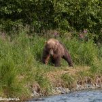 6835 Kodiak Bear, Katmai National Park, Alaska