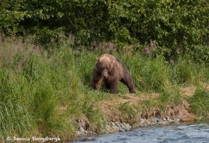 6835 Kodiak Bear, Katmai National Park, Alaska