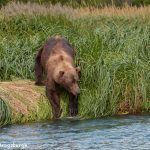 6837 Kodiak Bear, Katmai National Park, Alaska