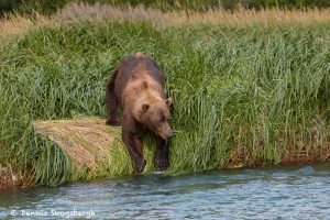 6837 Kodiak Bear, Katmai National Park, Alaska