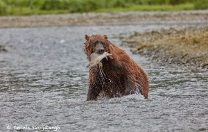 6838 Kodiak Bear, Katmai National Park, Alaska