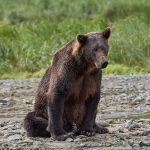 6839 Kodiak Bear, Katmai National Park, Alaska
