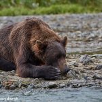 6840 Kodiak Bear, Katmai National Park, Alaska