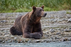 6842 Kodiak Bear, Katmai National Park, Alaska