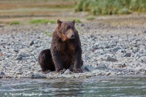 6843 Kodiak Bear, Katmai National Park, Alaska