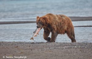 6849 Kodiak Bear, Katmai National Park, Alaska