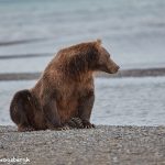 6851 Kodiak Bear, Katmai National Park, Alaska