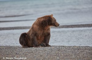 6851 Kodiak Bear, Katmai National Park, Alaska