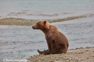 6854 Kodiak Bear, Katmai National Park, Alaska