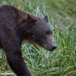 6856 Kodiak Bear, Katmai National Park, Alaska