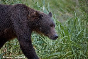 6856 Kodiak Bear, Katmai National Park, Alaska
